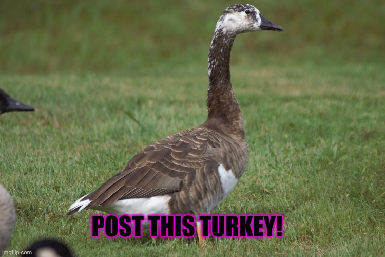 Post this Turkey | POST THIS TURKEY! | image tagged in post this turkey,you must post it,turkey,cute animals,happy thanksgiving | made w/ Imgflip meme maker