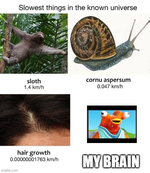 my brain is so slow | MY BRAIN | image tagged in slowest things | made w/ Imgflip meme maker
