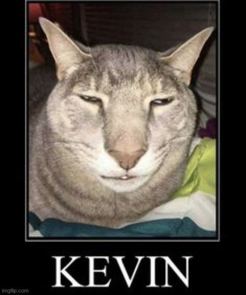 Kevin | image tagged in cats | made w/ Imgflip meme maker