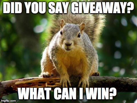 DID YOU SAY GIVEAWAY? WHAT CAN I WIN? | image tagged in squirrel | made w/ Imgflip meme maker