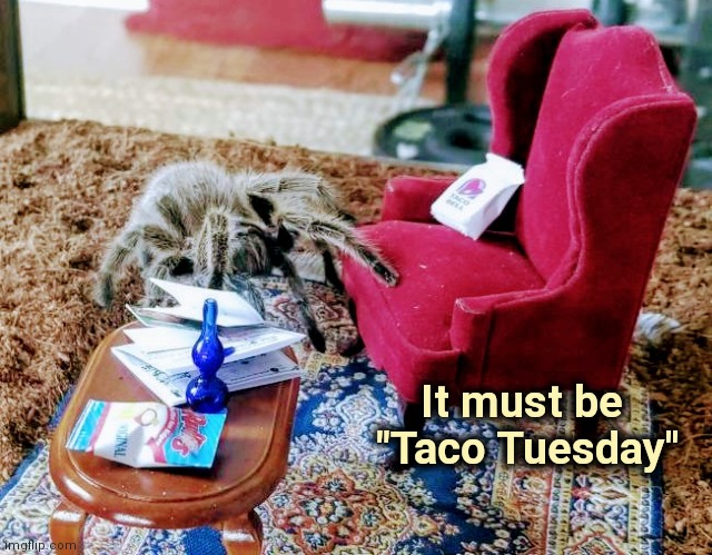"I don't like spiders and snakes" - Jim Stafford | It must be      
"Taco Tuesday" | image tagged in spider,oof size large,tacos,fast food,run for your life | made w/ Imgflip meme maker