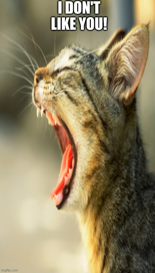 Mad cat | I DON'T LIKE YOU! | image tagged in cat | made w/ Imgflip meme maker