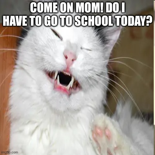 sleepy cat | COME ON MOM! DO I HAVE TO GO TO SCHOOL TODAY? | image tagged in grumpy cat | made w/ Imgflip meme maker