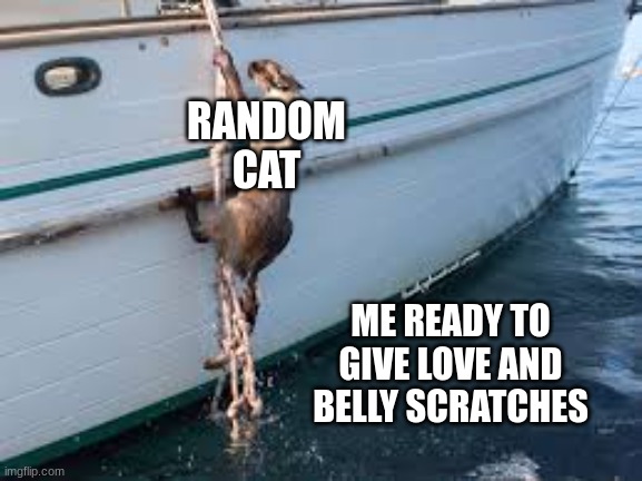 RANDOM CAT; ME READY TO GIVE LOVE AND BELLY SCRATCHES | image tagged in cats | made w/ Imgflip meme maker