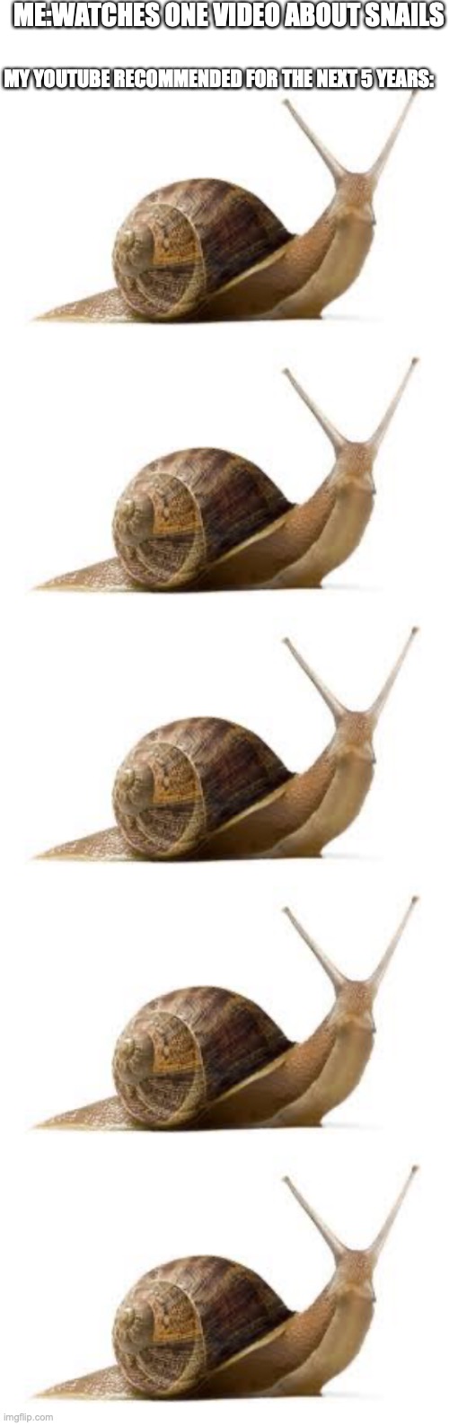 shitty meme | ME:WATCHES ONE VIDEO ABOUT SNAILS; MY YOUTUBE RECOMMENDED FOR THE NEXT 5 YEARS: | image tagged in blank white template,snail | made w/ Imgflip meme maker
