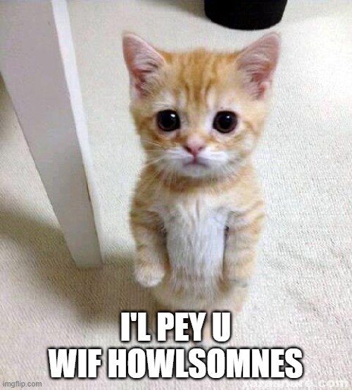 Cute Cat Meme | I'L PEY U WIF HOWLSOMNES | image tagged in memes,cute cat | made w/ Imgflip meme maker