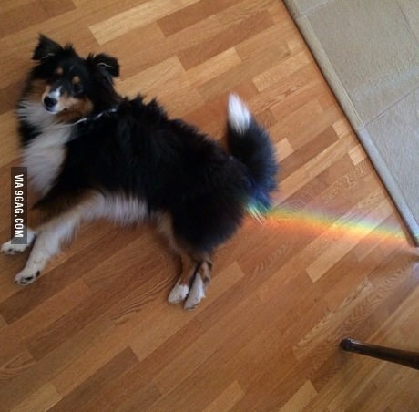Rainbow dog fart healthy Blank Meme Template