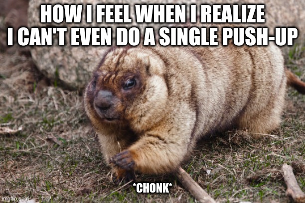 insert good title here | HOW I FEEL WHEN I REALIZE I CAN'T EVEN DO A SINGLE PUSH-UP; *CHONK* | image tagged in groundhog | made w/ Imgflip meme maker