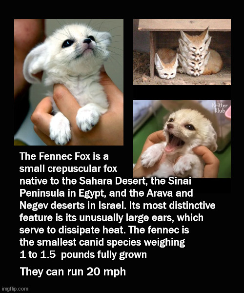 The world's smallest canid | The Fennec Fox is a 
small crepuscular fox 
native to the Sahara Desert, the Sinai 
Peninsula in Egypt, and the Arava and 
Negev deserts in Israel. Its most distinctive 
feature is its unusually large ears, which 
serve to dissipate heat. The fennec is 
the smallest canid species weighing 
1 to 1.5  pounds fully grown; They can run 20 mph | image tagged in fennec fox | made w/ Imgflip meme maker