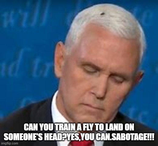 CAN YOU TRAIN A FLY TO LAND ON SOMEONE'S HEAD?YES,YOU CAN.SABOTAGE!!! | image tagged in politics,mike pence,fly,debate | made w/ Imgflip meme maker