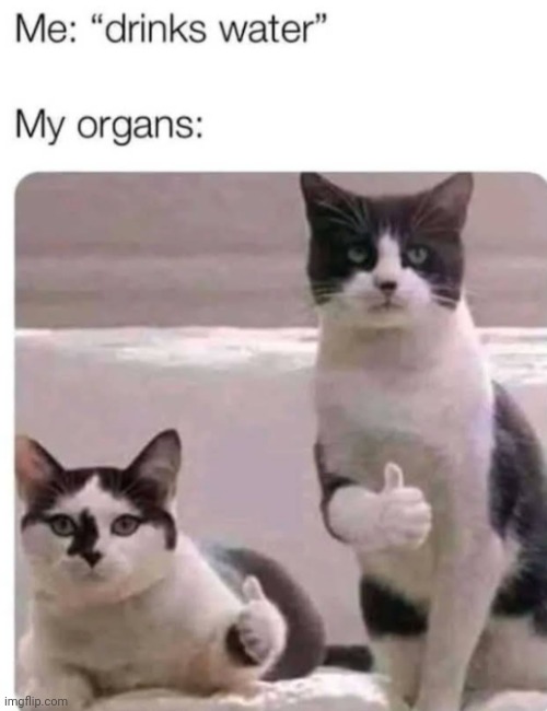 image tagged in funny memes | made w/ Imgflip meme maker