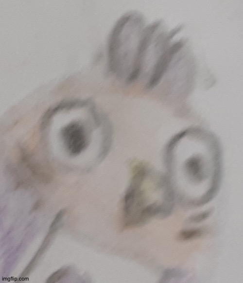 Unnerved bird | image tagged in unnerved bird | made w/ Imgflip meme maker