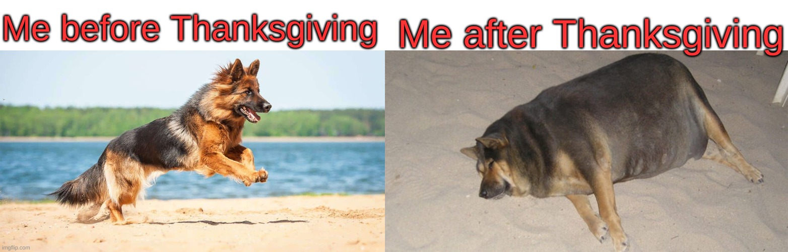 Healthy to Fat |  Me after Thanksgiving; Me before Thanksgiving | image tagged in memes,funny,dogs,thanksgiving,oh wow are you actually reading these tags,gifs | made w/ Imgflip meme maker