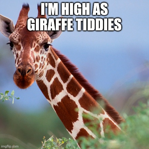 Giraffe tiddies | I'M HIGH AS GIRAFFE TIDDIES | image tagged in funny memes | made w/ Imgflip meme maker