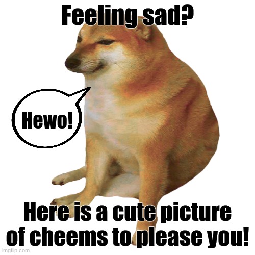 He's so freakin' cute! | Feeling sad? Hewo! Here is a cute picture of cheems to please you! | image tagged in cheems,cute | made w/ Imgflip meme maker