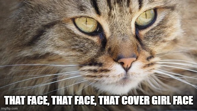 THAT FACE, THAT FACE, THAT COVER GIRL FACE | image tagged in cats,pretty,love,model | made w/ Imgflip meme maker