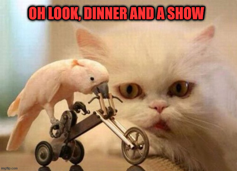 OH LOOK, DINNER AND A SHOW | image tagged in cats | made w/ Imgflip meme maker