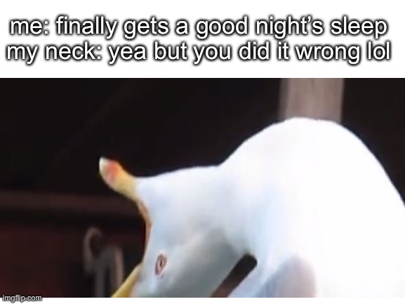 i totally didn’t google this meme for inspiration |  me: finally gets a good night’s sleep
my neck: yea but you did it wrong lol | image tagged in inhaling seagull,sleep,meme,funny | made w/ Imgflip meme maker