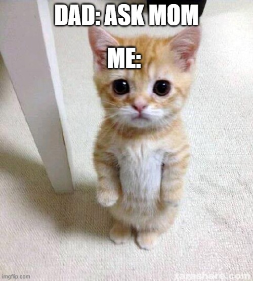 So Relatable | ME:; DAD: ASK MOM | image tagged in memes,cute cat,relatable | made w/ Imgflip meme maker