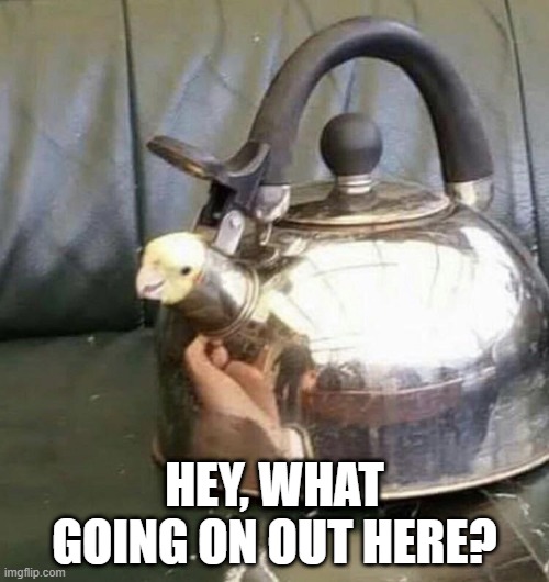 hey | HEY, WHAT GOING ON OUT HERE? | image tagged in hey,birds | made w/ Imgflip meme maker