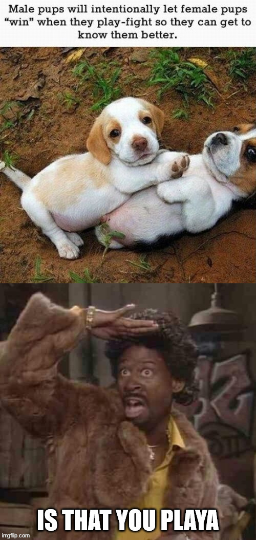 image tagged in dogs | made w/ Imgflip meme maker