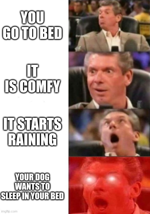 Mr. McMahon reaction | YOU GO TO BED; IT IS COMFY; IT STARTS RAINING; YOUR DOG WANTS TO SLEEP IN YOUR BED | image tagged in mr mcmahon reaction | made w/ Imgflip meme maker