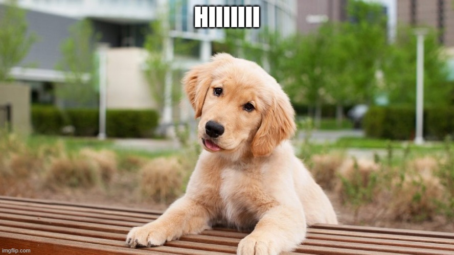 puppy meme man | HIIIIIII | image tagged in puppy meme man | made w/ Imgflip meme maker