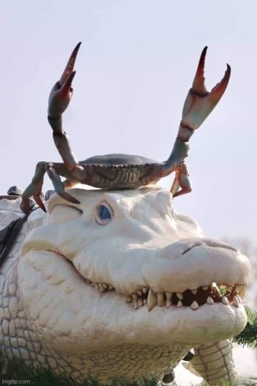 Crab on Crocodile | image tagged in crab on crocodile | made w/ Imgflip meme maker
