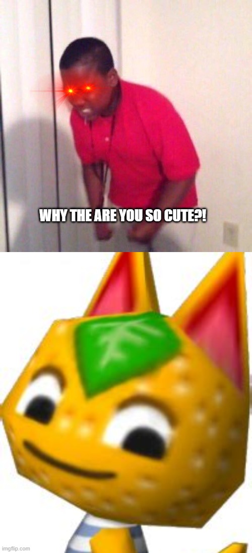 AC NH Players when they first get tangy | WHY THE ARE YOU SO CUTE?! | image tagged in angry black kid,tangy,memes,animal crossing | made w/ Imgflip meme maker