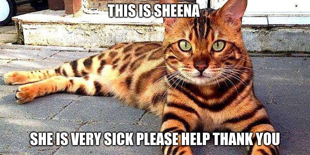 THIS IS SHEENA; SHE IS VERY SICK PLEASE HELP THANK YOU | image tagged in cute | made w/ Imgflip meme maker