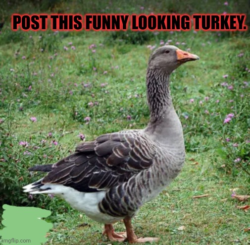 Post this Turkey | POST THIS FUNNY LOOKING TURKEY. | image tagged in post this turkey,turkeys,happy thanksgiving,cute animals | made w/ Imgflip meme maker