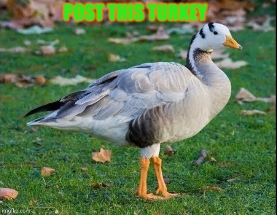 Post this Turkey | POST THIS TURKEY | image tagged in post this turkey,turkeys,happy thanksgiving,cute animals | made w/ Imgflip meme maker