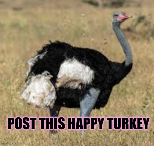 Post this Turkey | POST THIS HAPPY TURKEY | image tagged in happy thanksgiving,post this turkey,turkeys,cute animals | made w/ Imgflip meme maker