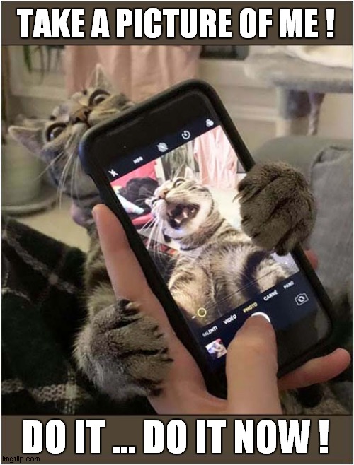 Cat Loves Photography ! | TAKE A PICTURE OF ME ! DO IT ... DO IT NOW ! | image tagged in cats,photography | made w/ Imgflip meme maker