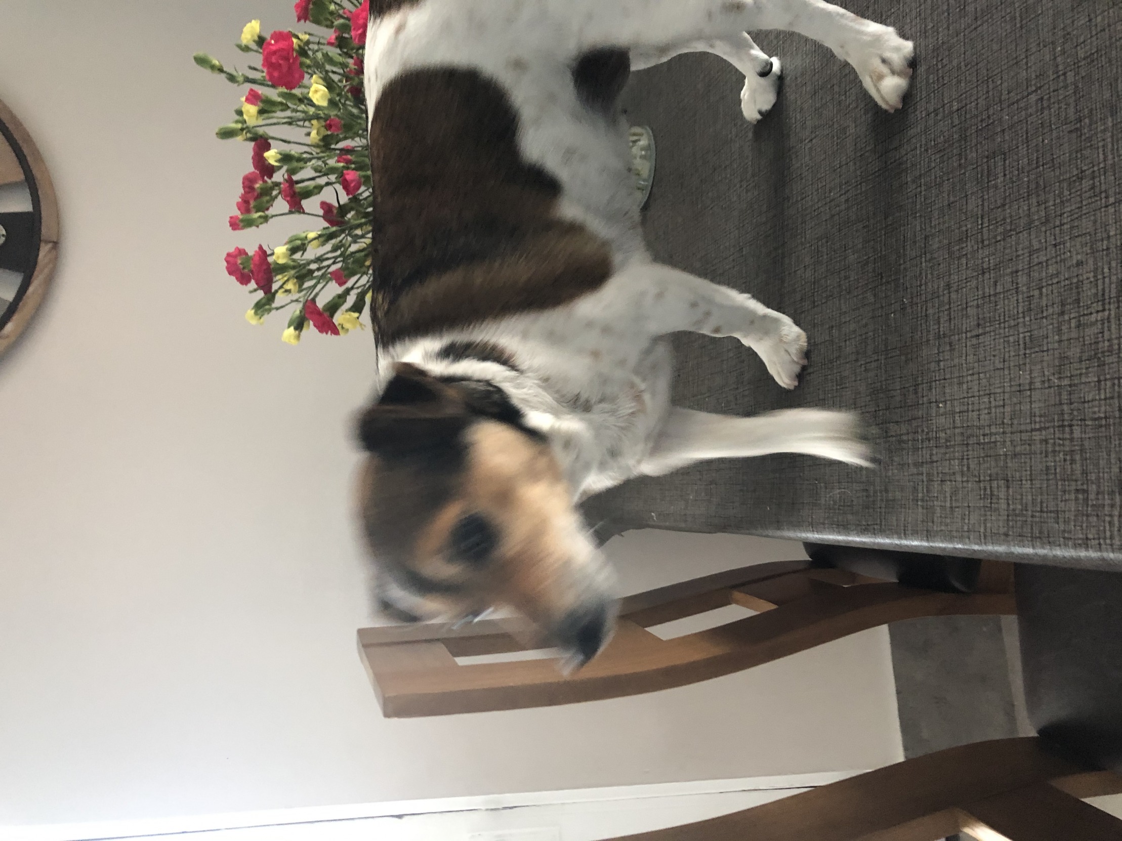 Bella on the table Blank Meme Template