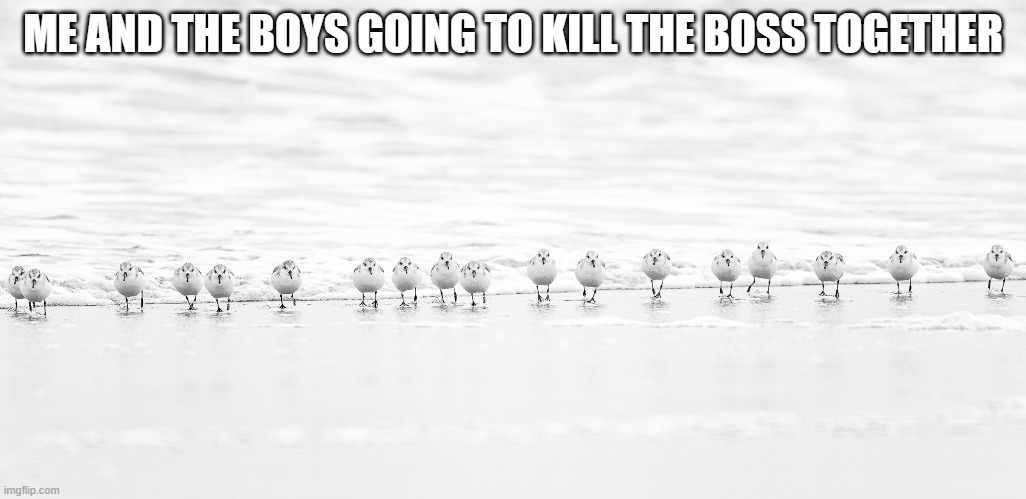 time to kill that boss boiz | ME AND THE BOYS GOING TO KILL THE BOSS TOGETHER | image tagged in gaming,funny,birds,boss | made w/ Imgflip meme maker