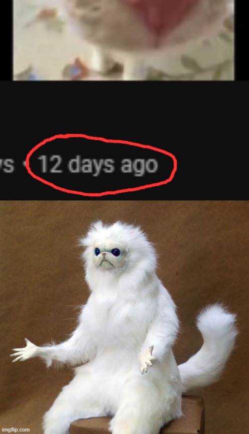 WHY, YOUTUBE? Just say 1 week ago! | image tagged in persian white monkey,youtube,weird | made w/ Imgflip meme maker