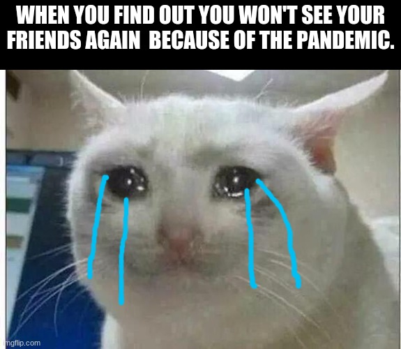 it was while it lasted | WHEN YOU FIND OUT YOU WON'T SEE YOUR FRIENDS AGAIN  BECAUSE OF THE PANDEMIC. | image tagged in crying cat | made w/ Imgflip meme maker