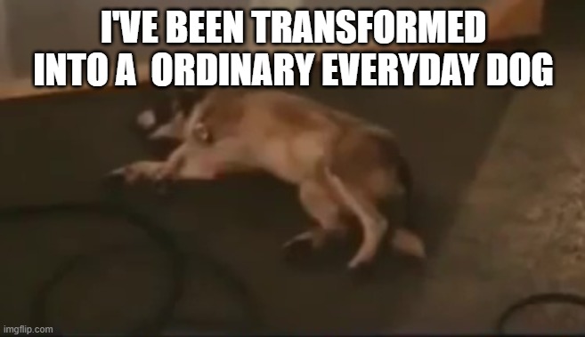 Andrew | I'VE BEEN TRANSFORMED INTO A  ORDINARY EVERYDAY DOG | image tagged in andrew | made w/ Imgflip meme maker