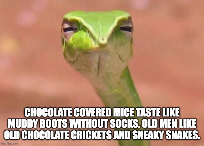 Skeptical snake | CHOCOLATE COVERED MICE TASTE LIKE MUDDY BOOTS WITHOUT SOCKS. OLD MEN LIKE OLD CHOCOLATE CRICKETS AND SNEAKY SNAKES. | image tagged in skeptical snake | made w/ Imgflip meme maker