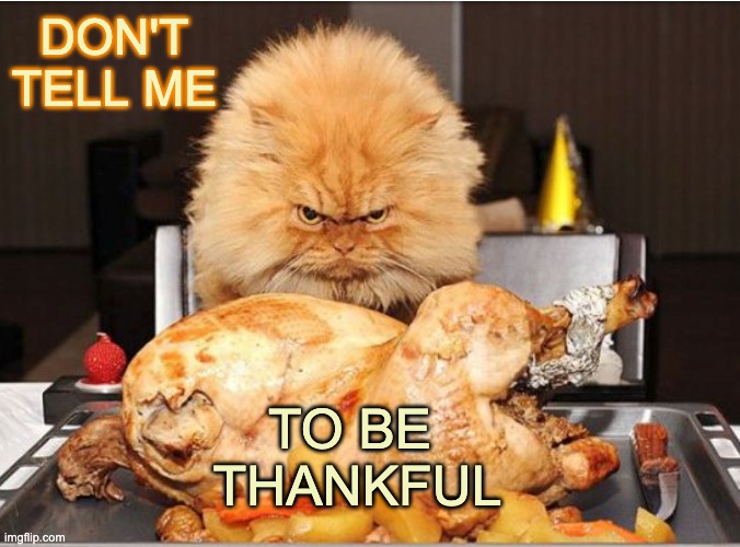 Your Cat Overlord also wants the salmon appetizer. NOW. | DON'T TELL ME; TO BE 
THANKFUL | image tagged in cat,holidays,thanksgiving,grumpy cat | made w/ Imgflip meme maker