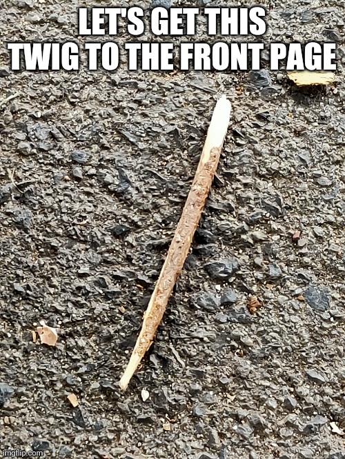 Twig | LET'S GET THIS TWIG TO THE FRONT PAGE | image tagged in frontpage | made w/ Imgflip meme maker