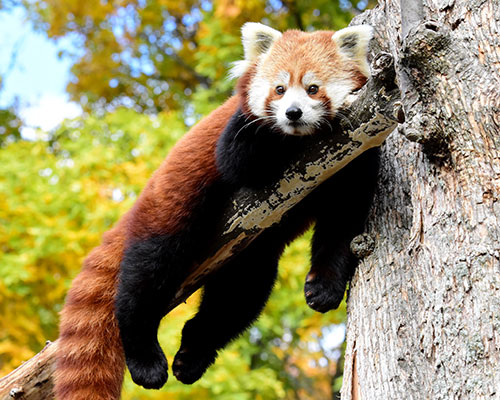 Red panda chillin Blank Meme Template