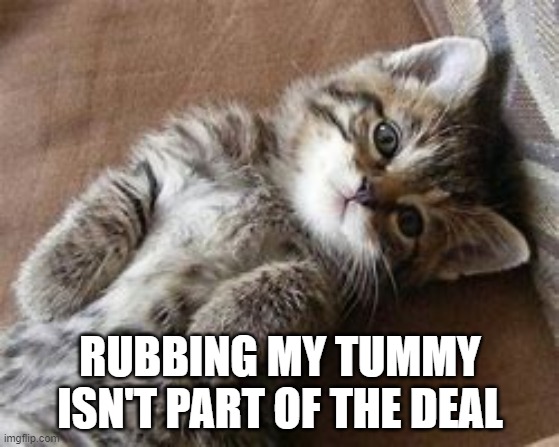  RUBBING MY TUMMY ISN'T PART OF THE DEAL | image tagged in cats,kittens,love,pets | made w/ Imgflip meme maker