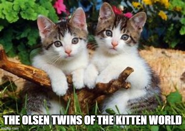  THE OLSEN TWINS OF THE KITTEN WORLD | image tagged in cats,kittens,love,pets,twins | made w/ Imgflip meme maker