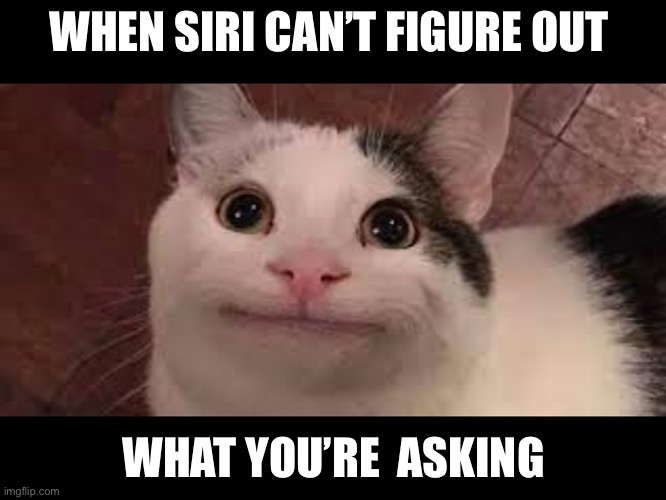 Siri | WHEN SIRI CAN’T FIGURE OUT; WHAT YOU’RE  ASKING | image tagged in cats | made w/ Imgflip meme maker