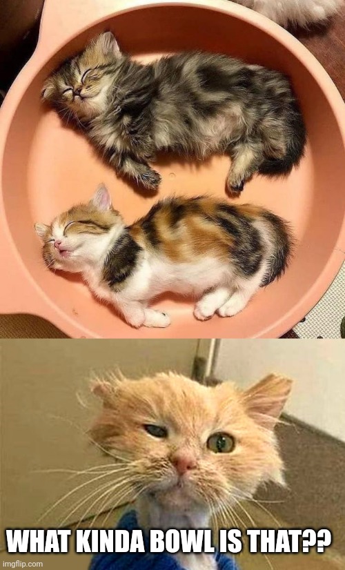 AT LEAST THEY CUTE | WHAT KINDA BOWL IS THAT?? | image tagged in wtf-cat,cats,funny cats | made w/ Imgflip meme maker