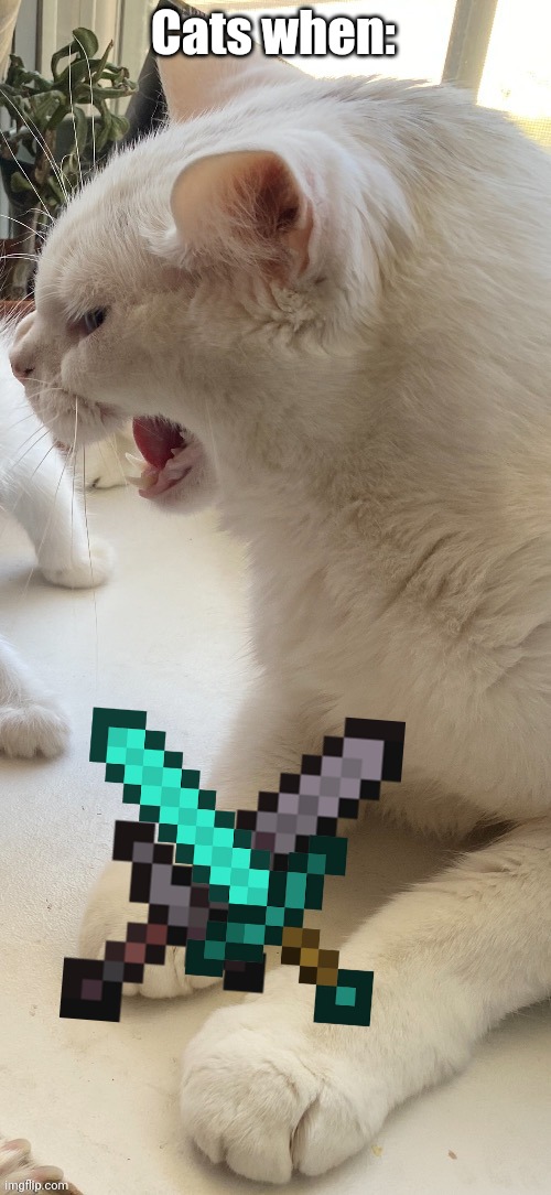 Piss | Cats when: | image tagged in piss | made w/ Imgflip meme maker