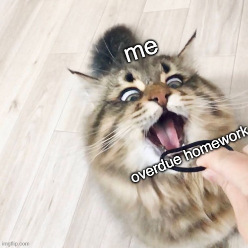 yay new temp | me; overdue homework | image tagged in screaming cat | made w/ Imgflip meme maker