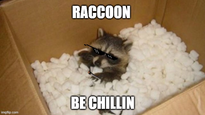 RACCOON BE CHILLIN | RACCOON; BE CHILLIN | image tagged in racoon,raccoon,just chillin',box | made w/ Imgflip meme maker